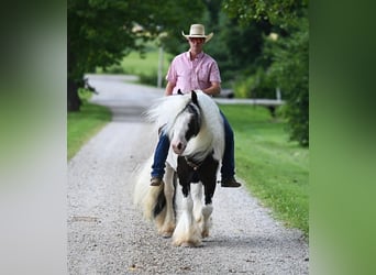 Cob Irlandese / Tinker / Gypsy Vanner, Castrone, 9 Anni, 142 cm, Tobiano-tutti i colori