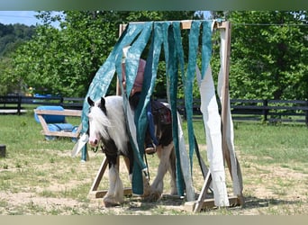 Cob Irlandese / Tinker / Gypsy Vanner, Castrone, 9 Anni, 142 cm, Tobiano-tutti i colori