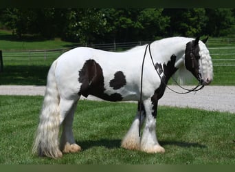 Cob Irlandese / Tinker / Gypsy Vanner, Castrone, 9 Anni, 142 cm, Tobiano-tutti i colori