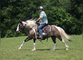 Cob Irlandese / Tinker / Gypsy Vanner, Castrone, 9 Anni, 150 cm, Grullo