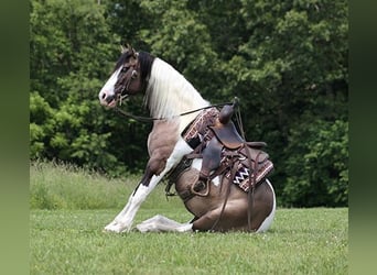 Cob Irlandese / Tinker / Gypsy Vanner, Castrone, 9 Anni, 150 cm, Grullo