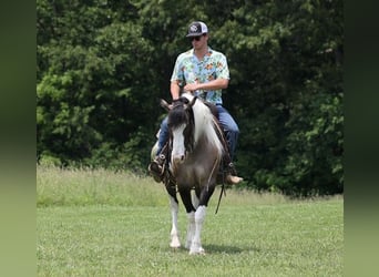 Cob Irlandese / Tinker / Gypsy Vanner, Castrone, 9 Anni, 150 cm, Grullo