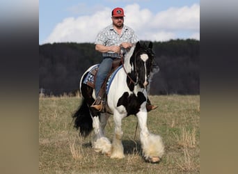Cob Irlandese / Tinker / Gypsy Vanner, Castrone, 9 Anni, 150 cm, Tobiano-tutti i colori