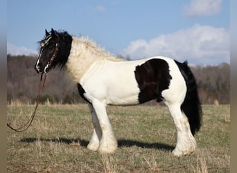 Cob Irlandese / Tinker / Gypsy Vanner, Castrone, 9 Anni, 150 cm, Tobiano-tutti i colori