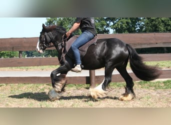 Cob Irlandese / Tinker / Gypsy Vanner, Giumenta, 10 Anni, 133 cm, Morello