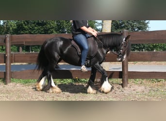 Cob Irlandese / Tinker / Gypsy Vanner, Giumenta, 10 Anni, 133 cm, Morello