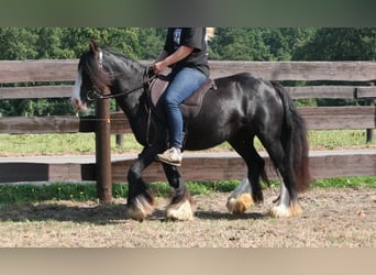 Cob Irlandese / Tinker / Gypsy Vanner, Giumenta, 10 Anni, 133 cm, Morello