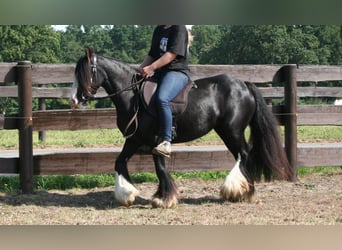 Cob Irlandese / Tinker / Gypsy Vanner, Giumenta, 10 Anni, 133 cm, Morello