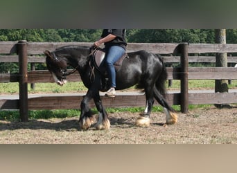 Cob Irlandese / Tinker / Gypsy Vanner, Giumenta, 10 Anni, 133 cm, Morello