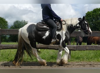 Cob Irlandese / Tinker / Gypsy Vanner, Giumenta, 10 Anni, 143 cm, Pezzato