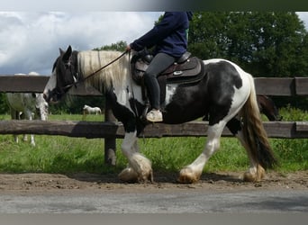 Cob Irlandese / Tinker / Gypsy Vanner, Giumenta, 10 Anni, 143 cm, Pezzato