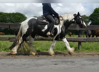 Cob Irlandese / Tinker / Gypsy Vanner, Giumenta, 10 Anni, 143 cm, Pezzato