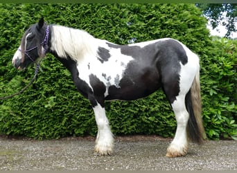 Cob Irlandese / Tinker / Gypsy Vanner, Giumenta, 10 Anni, 143 cm, Pezzato