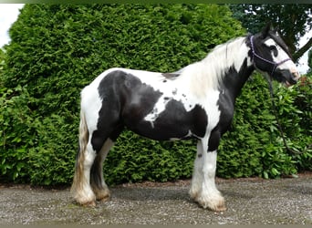 Cob Irlandese / Tinker / Gypsy Vanner, Giumenta, 10 Anni, 143 cm, Pezzato