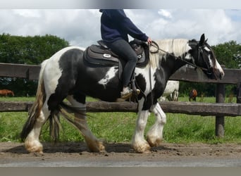 Cob Irlandese / Tinker / Gypsy Vanner, Giumenta, 10 Anni, 143 cm, Pezzato