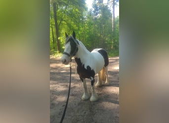 Cob Irlandese / Tinker / Gypsy Vanner, Giumenta, 10 Anni, 148 cm, Pezzato