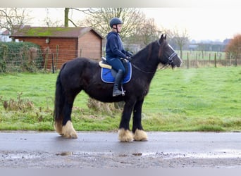 Cob Irlandese / Tinker / Gypsy Vanner, Giumenta, 10 Anni, 155 cm, Morello