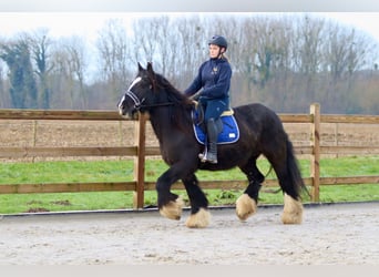 Cob Irlandese / Tinker / Gypsy Vanner, Giumenta, 10 Anni, 155 cm, Morello