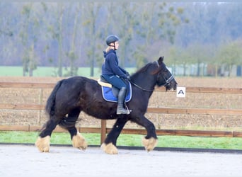 Cob Irlandese / Tinker / Gypsy Vanner, Giumenta, 10 Anni, 155 cm, Morello