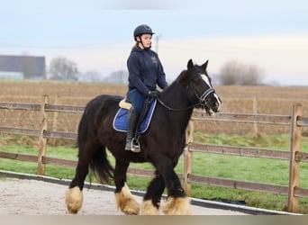 Cob Irlandese / Tinker / Gypsy Vanner, Giumenta, 10 Anni, 155 cm, Morello