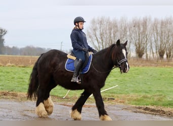 Cob Irlandese / Tinker / Gypsy Vanner, Giumenta, 10 Anni, 155 cm, Morello