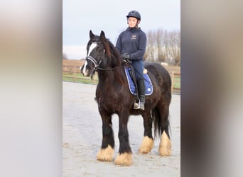 Cob Irlandese / Tinker / Gypsy Vanner, Giumenta, 10 Anni, 155 cm, Morello