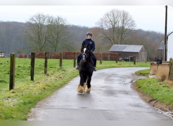 Cob Irlandese / Tinker / Gypsy Vanner, Giumenta, 10 Anni, 155 cm, Morello