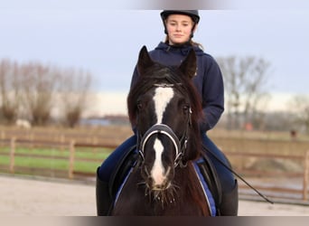 Cob Irlandese / Tinker / Gypsy Vanner, Giumenta, 10 Anni, 155 cm, Morello