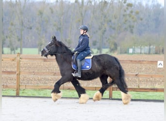 Cob Irlandese / Tinker / Gypsy Vanner, Giumenta, 10 Anni, 155 cm, Morello