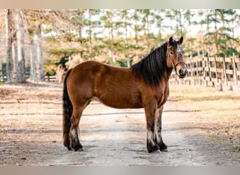 Cob Irlandese / Tinker / Gypsy Vanner, Giumenta, 10 Anni, Baio ciliegia