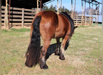 Cob Irlandese / Tinker / Gypsy Vanner, Giumenta, 10 Anni, Baio ciliegia