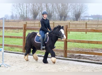 Cob Irlandese / Tinker / Gypsy Vanner, Giumenta, 11 Anni, 125 cm, Morello