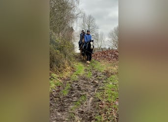 Cob Irlandese / Tinker / Gypsy Vanner, Giumenta, 11 Anni, 125 cm, Morello