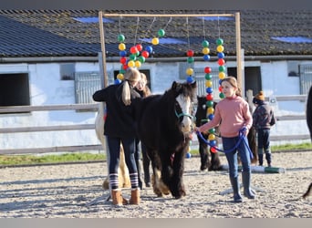 Cob Irlandese / Tinker / Gypsy Vanner, Giumenta, 11 Anni, 125 cm, Morello