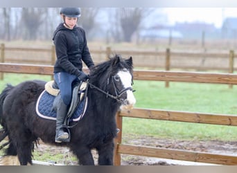 Cob Irlandese / Tinker / Gypsy Vanner, Giumenta, 11 Anni, 125 cm, Morello