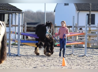 Cob Irlandese / Tinker / Gypsy Vanner, Giumenta, 11 Anni, 125 cm, Morello