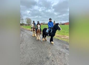 Cob Irlandese / Tinker / Gypsy Vanner, Giumenta, 11 Anni, 125 cm, Morello