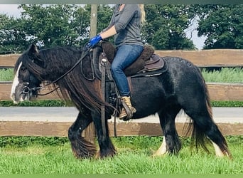 Cob Irlandese / Tinker / Gypsy Vanner, Giumenta, 11 Anni, 129 cm, Morello