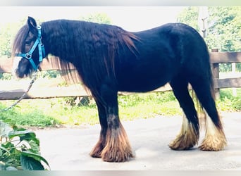 Cob Irlandese / Tinker / Gypsy Vanner, Giumenta, 11 Anni, 129 cm, Morello