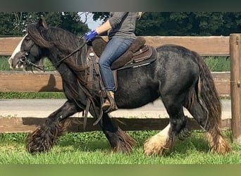 Cob Irlandese / Tinker / Gypsy Vanner, Giumenta, 11 Anni, 129 cm, Morello