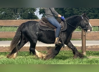 Cob Irlandese / Tinker / Gypsy Vanner, Giumenta, 11 Anni, 129 cm, Morello