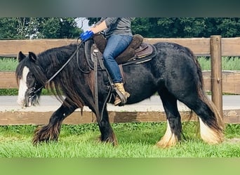 Cob Irlandese / Tinker / Gypsy Vanner, Giumenta, 11 Anni, 129 cm, Morello