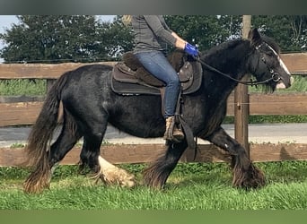 Cob Irlandese / Tinker / Gypsy Vanner, Giumenta, 11 Anni, 129 cm, Morello