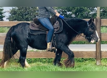 Cob Irlandese / Tinker / Gypsy Vanner, Giumenta, 11 Anni, 129 cm, Morello