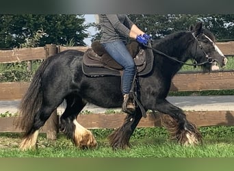 Cob Irlandese / Tinker / Gypsy Vanner, Giumenta, 11 Anni, 129 cm, Morello