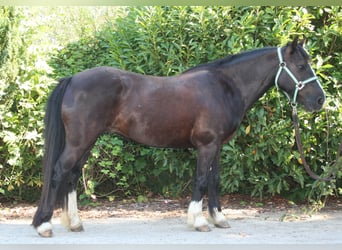 Cob Irlandese / Tinker / Gypsy Vanner, Giumenta, 11 Anni, 133 cm, Morello