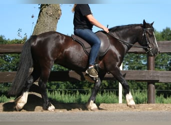 Cob Irlandese / Tinker / Gypsy Vanner, Giumenta, 11 Anni, 133 cm, Morello