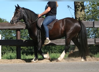 Cob Irlandese / Tinker / Gypsy Vanner, Giumenta, 11 Anni, 133 cm, Morello