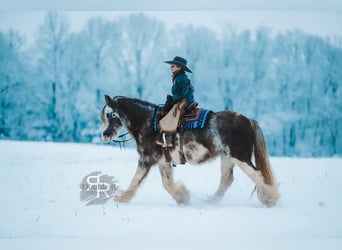 Cob Irlandese / Tinker / Gypsy Vanner, Giumenta, 11 Anni, 142 cm