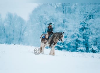 Cob Irlandese / Tinker / Gypsy Vanner, Giumenta, 11 Anni, 142 cm